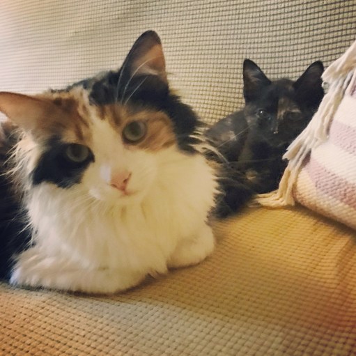 66B451C2-AA3A-425B-B683-A4BA65E1F762